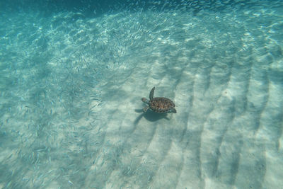 High angle view of fish swimming in sea