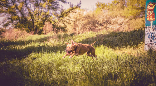 Horse in a field