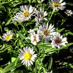 Close-up of white flowers blooming outdoors