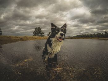 Portrait of dog by lake against sky