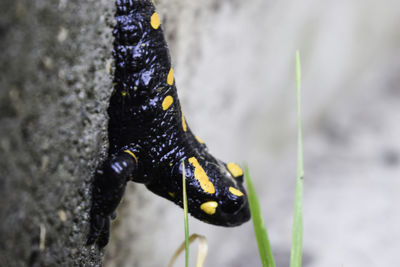 Close-up of black butterfly