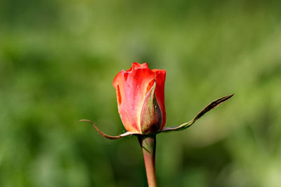 Close-up of red rose bud