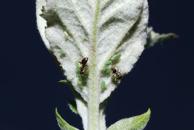 Close-up of insect on leaf against black background