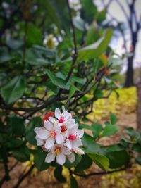 Close-up of flowers blooming outdoors