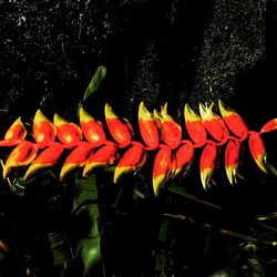 Close-up of red flower