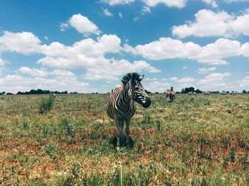 Horse standing on field against sky