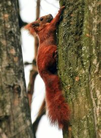 Close-up of squirrel on tree trunk