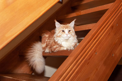 Red maine coon cat lies on steps of wooden stairs in country house. concept rare pets, breeding