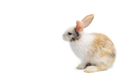 Close-up of a rabbit over white background