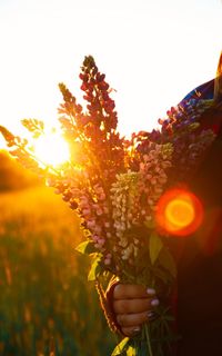 Close-up of hand holding flowering plant against sky during sunset