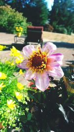 Close-up of yellow flowers blooming outdoors