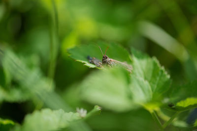 Close-up of insect on plant