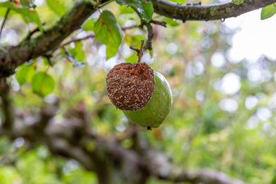 Low angle view of berries on tree