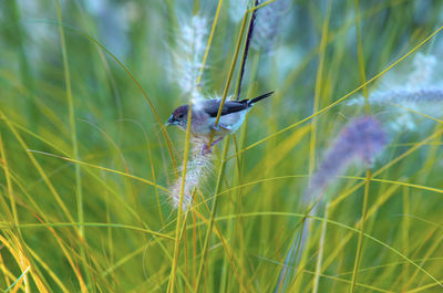 Close-up of bird perching on plant