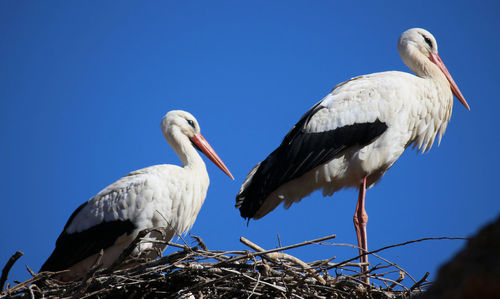 Low angle view of pelican perching against clear blue sky