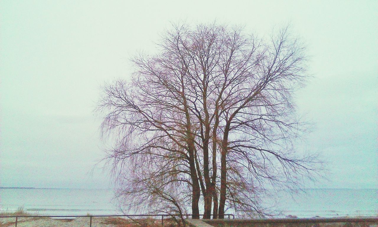 bare tree, tree, tranquility, branch, tranquil scene, tree trunk, scenics, nature, beauty in nature, clear sky, sky, landscape, day, non-urban scene, winter, outdoors, single tree, no people, cold temperature, field