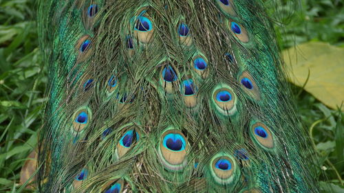 Close-up of peacock