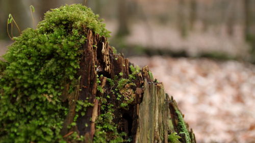 Close-up of tree stump