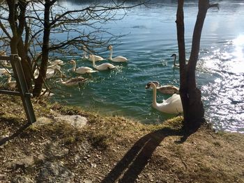 View of swan swimming in lake