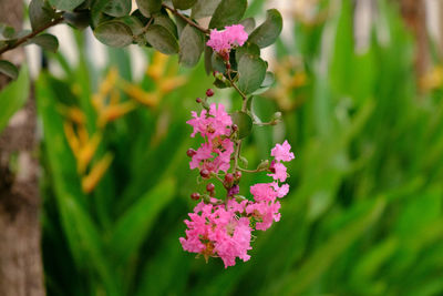 Close-up of pink flowering plant