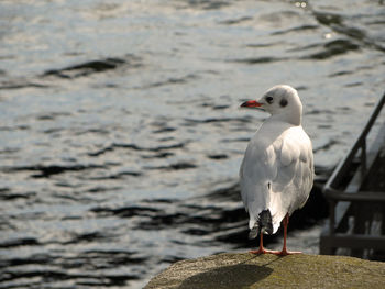 Close-up of seagull perching on shore