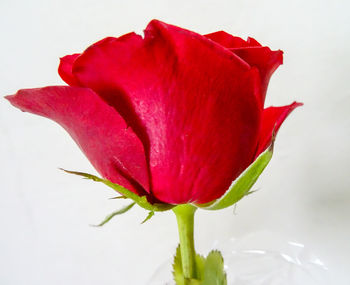 Close-up of red rose