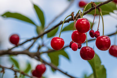 Low angle view of fruits on tree