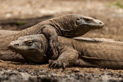 Close-up of a turtle