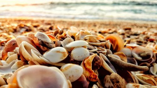 Close-up of shells on beach