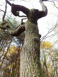 Low angle view of tree against sky