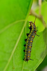 Close-up of insect on leaf