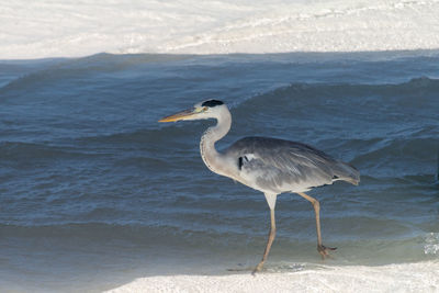 View of heron on beach