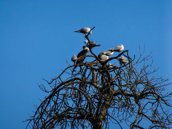 Low angle view of bird perching on bare tree against clear blue sky