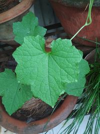 High angle view of leaves on plant