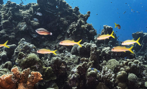 Fish swimming in sea