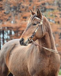 Close-up of horse