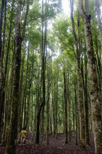 View of trees in forest