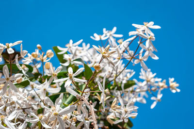 Low angle view of white flowering plants against blue sky