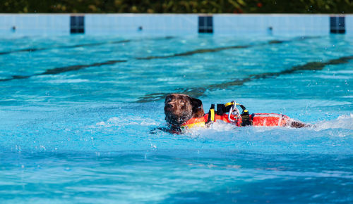 Lifeguard dog, rescue demonstration with the dogs in swimming pool.