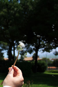 Close-up of hand holding dandelion against trees