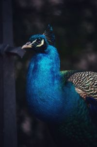 Close-up of peacock