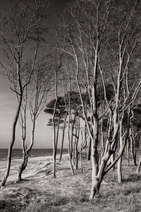 Bare trees on field against sky