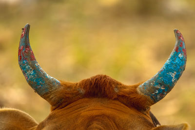 Close-up of peacock