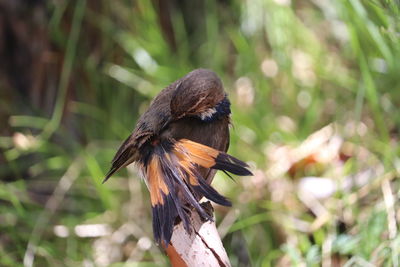 Close-up of bird perching on branch