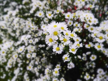 Close-up of white flowering plant