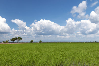 Scenic view of agricultural field against sky