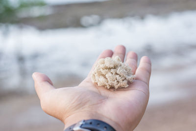 Close-up of person holding coral
