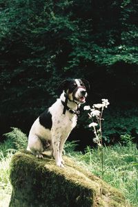 Dog on grass