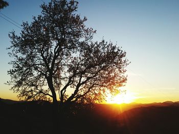 Silhouette tree against clear sky during sunset