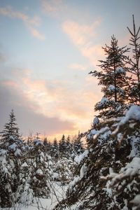 Snow covered pine trees against sky during sunset